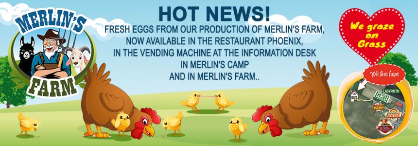 Eggs from Merlin's farm
